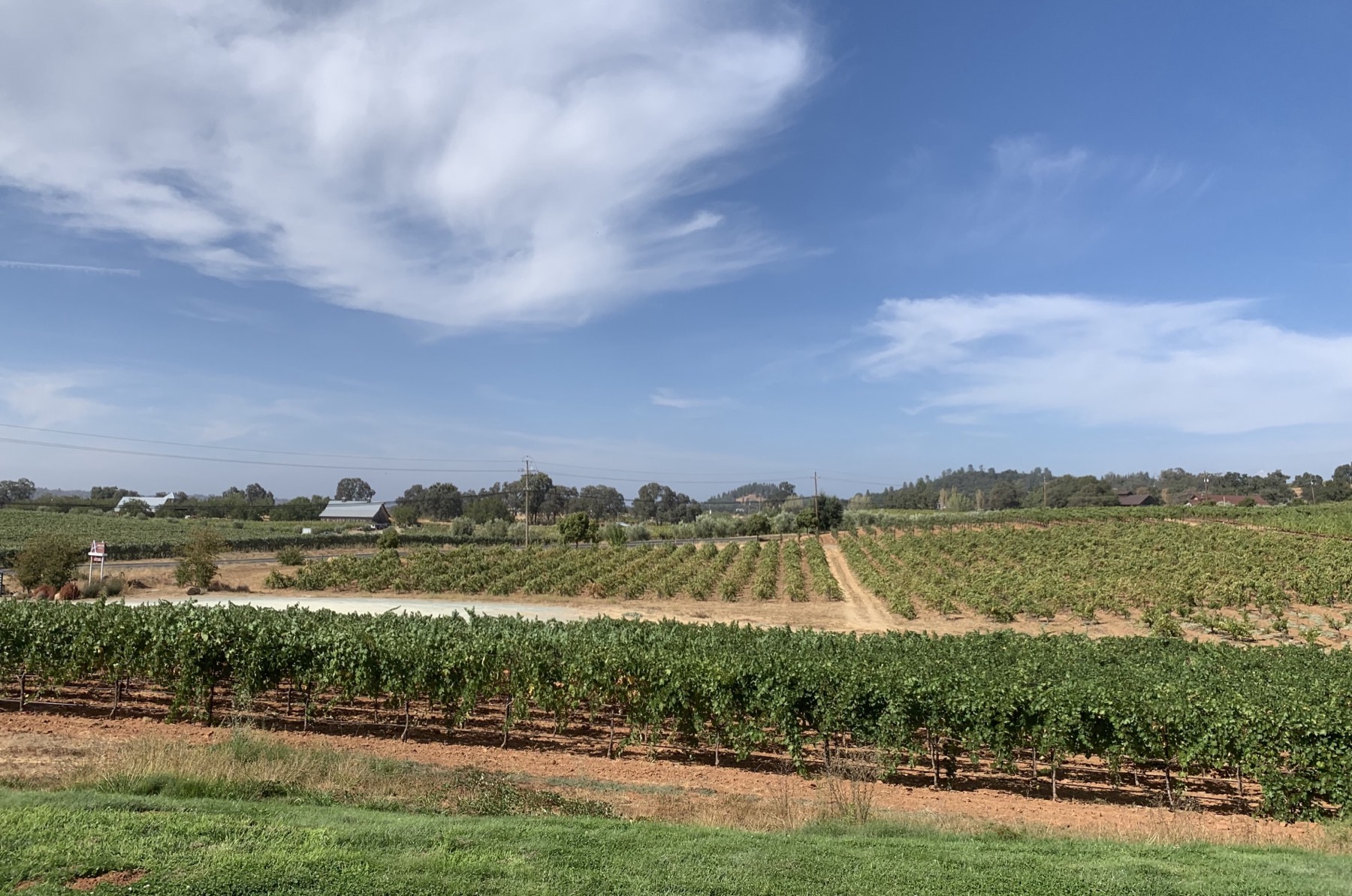 Vineyards in the Shenandoah Valley, Amador County